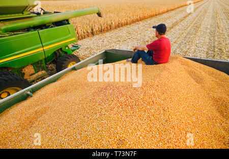 Un agricoltore si rilassa in un carro del grano pieno di alimentazione/mais granella accanto a una mietitrebbiatrice e riempito con il prodotto raccolto, vicino a Niverville Foto Stock