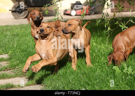 Ridgeback rhodesiano cuccioli jumping in giardino Foto Stock