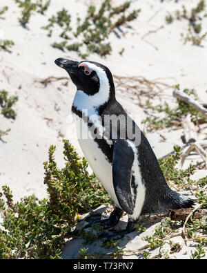 Pinguino africano (Spheniscus demersus), noto anche come i pinguini Jackass o nero-footed Pinguini, Boulders Beach, Città di Simon, Cape Town, Sud Africa. Foto Stock