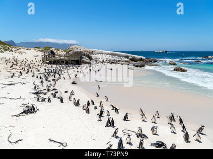 La colonia dei Pinguini africani (Spheniscus demersus) a Boulders Beach, Città di Simon, Cape Town, Western Cape, Sud Africa Foto Stock