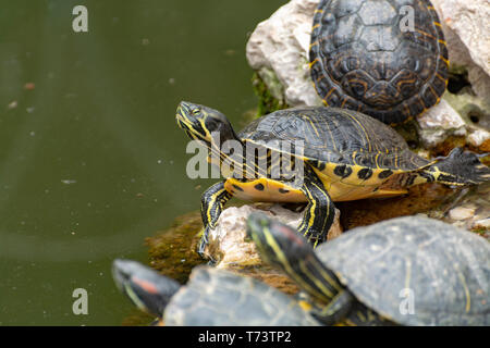 A becco giallo cursori, terra e acqua le tartarughe, a prendere il sole in stagno close up Foto Stock