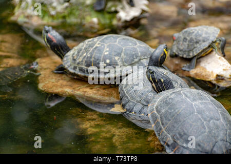 A becco giallo cursori, terra e acqua le tartarughe, a prendere il sole in stagno close up Foto Stock