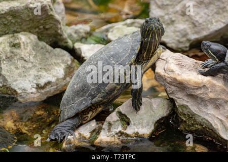 A becco giallo cursori, terra e acqua le tartarughe, a prendere il sole in stagno close up Foto Stock