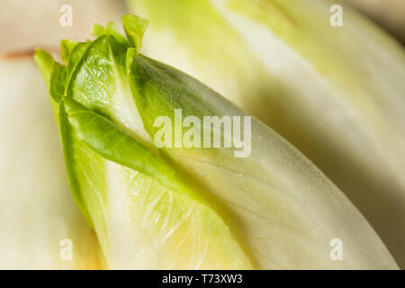 Materie organiche indivia belga pronto per l'uso Foto Stock