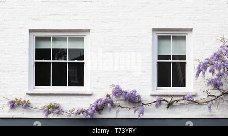 Il Glicine sulla ragazza di fattoria cafe parete in Portobello Road a Notting Hill, Londra, Inghilterra Foto Stock