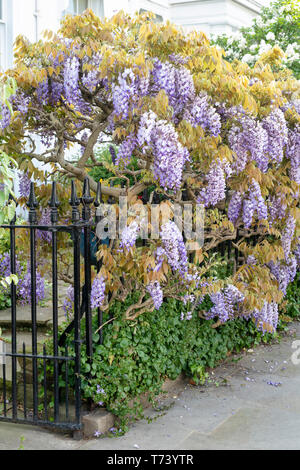 Il Glicine che copre le ringhiere in primavera. Launceston Place, South Kensington, Londra. Inghilterra Foto Stock