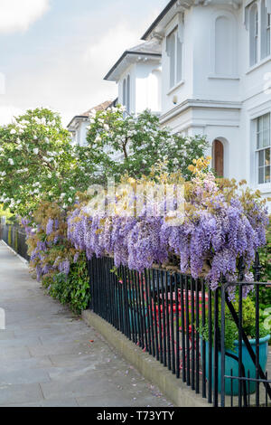 Il Glicine che copre le ringhiere in primavera. Launceston Place, South Kensington, Londra. Inghilterra Foto Stock