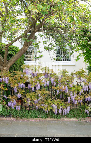 Il Glicine che copre le ringhiere in primavera. Launceston Place, South Kensington, Londra. Inghilterra Foto Stock