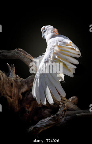 Salmone-crested cockatoo con ala diffusione cocatoo Molucche, sul ramo, isolato su sfondo nero Foto Stock