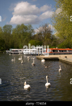 Barche a motore e incrociatori, ormeggiato sul fiume Bure a Wroxham, capitale di Norfolk Broads, Wroxham, Norfolk, Inghilterra, Regno Unito Foto Stock