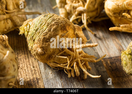 Materie organica Marrone radice di sedano pronto per cucinare Foto Stock