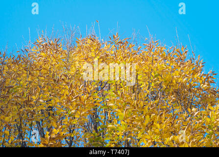 Autunno sfondo: Giallo Dorato e Orange foglie su un albero contro un luminoso cielo blu Foto Stock