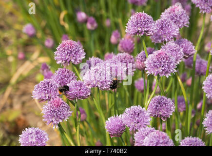 Red-tailed bumblebees alimentazione su piccola cipolla rosa le teste dei fiori in un giardino murato in Norfolk, Inghilterra, Regno Unito Foto Stock