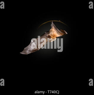 Rodrigues frutto bat (Pteropus rodricensis), con un'ala proteso. Rodrigues volpi volanti vivono solo su Rodrigues isola nell'Oceano Indiano. Essi un Foto Stock