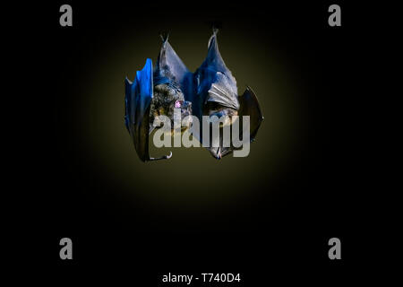 Rodrigues frutto Bat anche chiamato Rodrigues flying fox (Pteropus rodricensis) madre con cucciolo o il kit baby ba Foto Stock