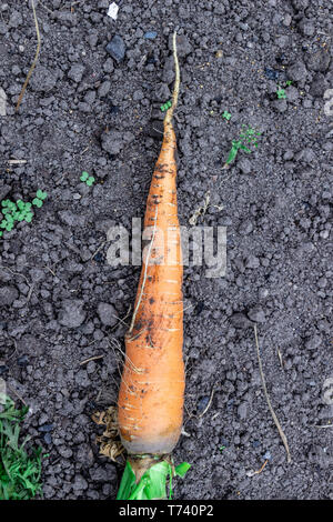 Un mazzetto di carote fresche con verdi sul terreno. Una grande succosa carote lavate in campo contro lo sfondo della terra vicino. Foto Stock