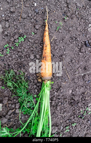 Un mazzetto di carote fresche con verdi sul terreno. Una grande succosa carote lavate in campo contro lo sfondo della terra vicino. Foto Stock