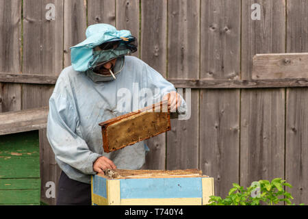 Lavoro apicoltore di raccogliere miele. Concetto di apicoltura. Foto Stock