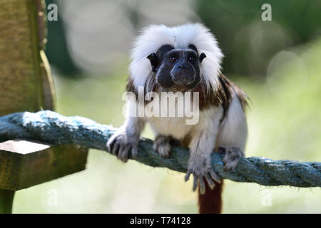 Ritratto di un cotone top tamarin (Saguinus oedipus) seduto su una corda in un zoo Foto Stock