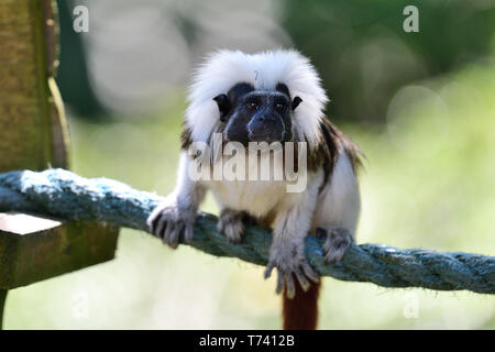 Ritratto di un cotone top tamarin (Saguinus oedipus) seduto su una corda in un zoo Foto Stock