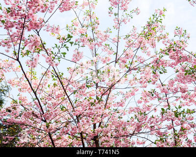 Fiore di Ciliegio in piena fioritura. Fiori di Ciliegio in piccoli gruppi su un albero ciliegio succursale, in Dissolvenza al bianco. Profondità di campo. Focus sul centro fl Foto Stock