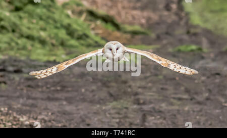 Close up di un barbagianni in volo battenti in avanti per la fotocamera Foto Stock