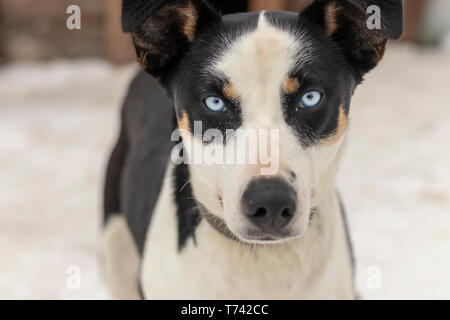 Close up blue-eyed adulto grigio Siberian Husky cane ritratto Foto Stock