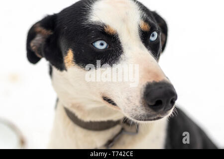 Close up blue-eyed adulto grigio Siberian Husky cane ritratto Foto Stock