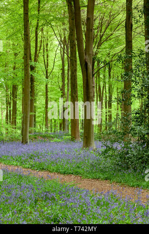 Bella Bluebell boschi nel Wiltshire, Inghilterra Foto Stock