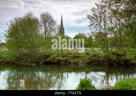 La Cattedrale di Salisbury visto da una distanza con pecore al pascolo in primo piano Foto Stock