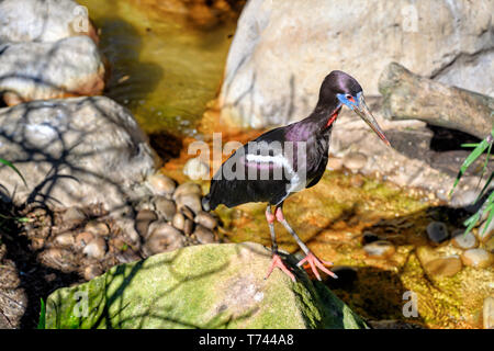 La Abdim stork (Ciconia abdimii), noto anche come bianco a becco di cicogna, in piedi sulla roccia vicino al fiume Foto Stock