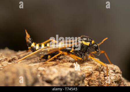 Cranefly, wasp mimica femmina (lat. Ctenophora flaveolata) Foto Stock