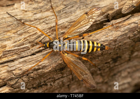 Cranefly, wasp mimica femmina (lat. Ctenophora flaveolata) Foto Stock