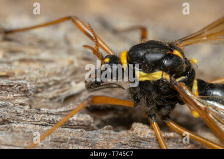 Cranefly, wasp mimica femmina (lat. Ctenophora flaveolata) Foto Stock