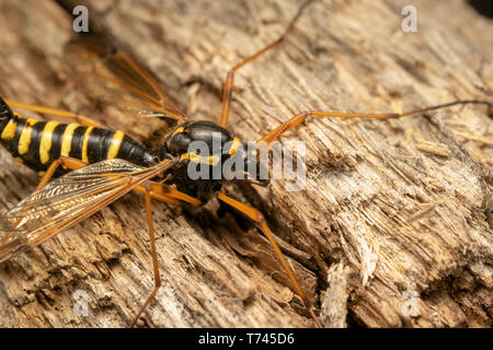 Cranefly, wasp mimica femmina (lat. Ctenophora flaveolata) Foto Stock