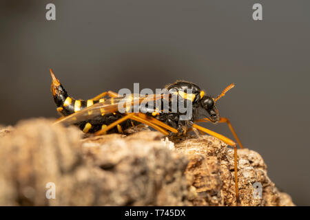 Cranefly, wasp mimica femmina (lat. Ctenophora flaveolata) Foto Stock