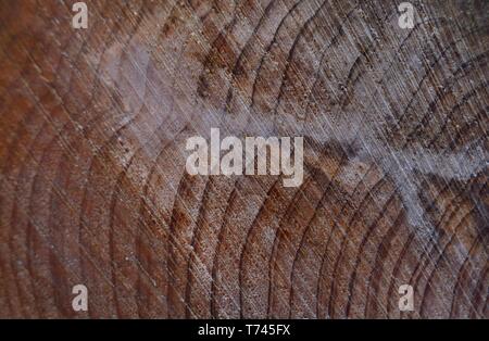 Tagliare schiaffi di vecchio legno di cedro Foto Stock