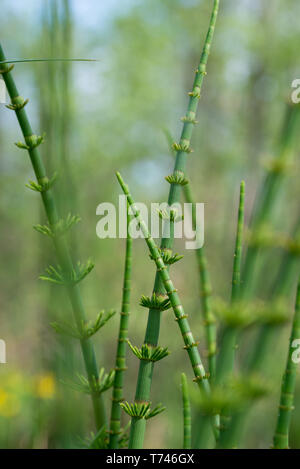 La molla di equiseto fluviatile, acqua equiseto, palude equiseto macro Foto Stock