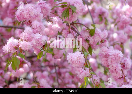 Succursali di fioritura rosa sakura (fioritura ciliegio) in primavera Foto Stock