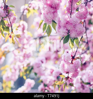 Succursali di fioritura rosa sakura (fioritura ciliegio) in primavera Foto Stock