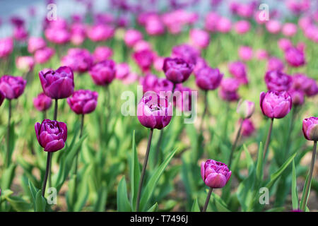 Bella viola tulip fiori su aiuola di fiori in primavera Foto Stock