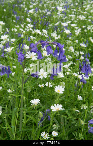 Boschi misti di fiori di primavera, Bluebells, Hyacinthoides non scripta, con maggiore Stitchwort, Stellaria holostea, Sussex, Regno Unito, aprile, Foto Stock