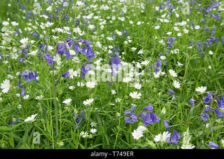 Boschi misti di fiori di primavera, Bluebells, Hyacinthoides non scripta, con maggiore Stitchwort, Stellaria holostea, Sussex, Regno Unito, aprile, Foto Stock