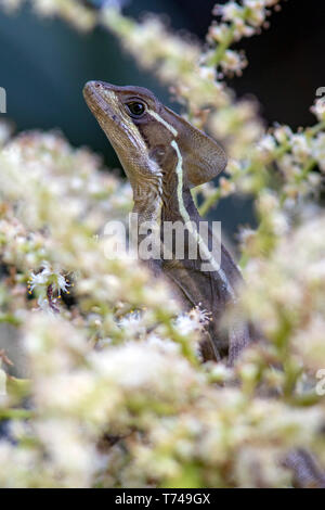 I capretti Brown basilisco (Basiliscus vittatus) - Verde Cay zone umide, Boynton Beach, Florida, Stati Uniti d'America Foto Stock