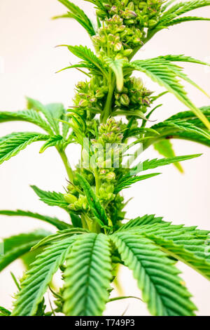 Close-up di un giovane maschio pianta di cannabis, fiore e semi; Marina, California, Stati Uniti d'America Foto Stock