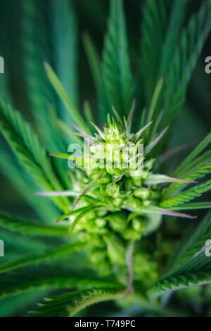 Close-up di un giovane maschio pianta di cannabis, fiore e semi; Marina, California, Stati Uniti d'America Foto Stock