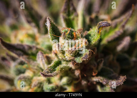 Close-up di una maturazione pianta di cannabis e fiore con visibile tricomi; Marina, California, Stati Uniti d'America Foto Stock