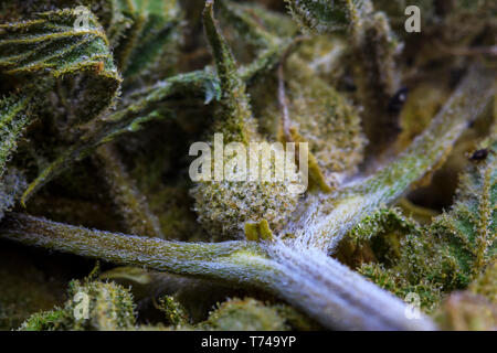 Extreme close-up di un polimerizzato di semi di cannabis pod, ramo e fiore con visibile tricomi formando un personaggio umanoide a riposo Foto Stock