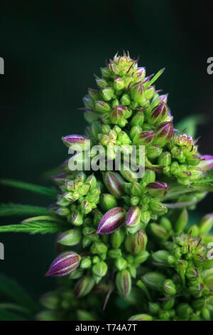 Close-up di un maschio di maturazione pianta di cannabis, fiore e semi; Marina, California, Stati Uniti d'America Foto Stock