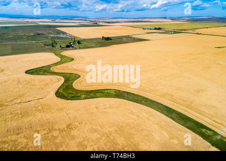 Vista aerea di un avvolgimento verde area erbosa circondata da golden campi di grano, con la fattoria iarde di distanza, a ovest del fiume alta; Alberta, Canada Foto Stock